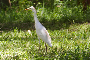 
Birds in the botanical garden of Aswan
