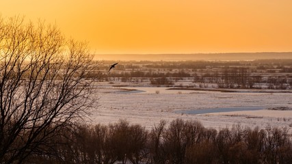 Beautiful sunset with a soaring bird over a snowy plain and tree branches