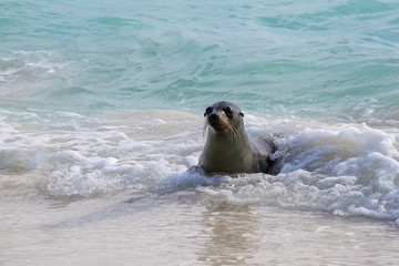 Naklejka premium Galapagos sea lion playing at Gardner Bay on Espanola Island, Galapagos National park, Ecuador