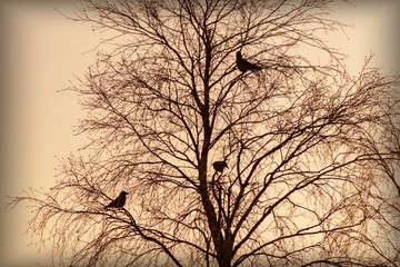 Landscape with silhouettes of birds on a tree against a twilight sky