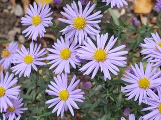 Fototapeta premium Purple and blue Gilliflowers in the grass. Slovakia