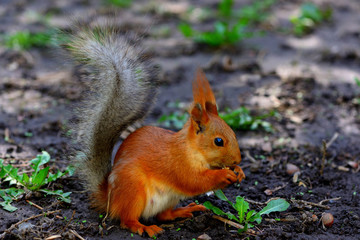 Naklejka na ściany i meble Red squirrel sitting on a ground in a park