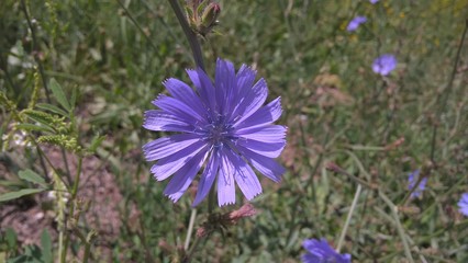 Purple and blue chicory flower in the nature. Slovakia