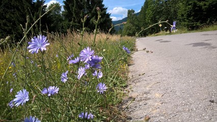 Purple and blue chicory flower in the nature. Slovakia