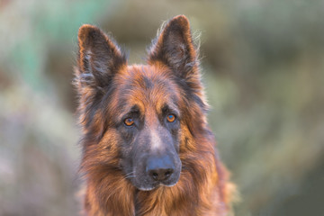 german shepherd dog