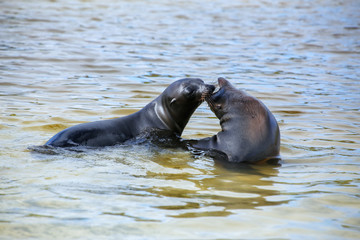 Fototapeta premium Galapagos sea lions playing in water at Gardner Bay, Espanola Island, Galapagos National park, Ecuador