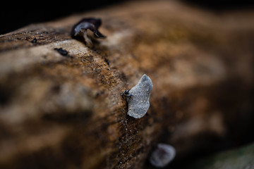 Fungus on the log