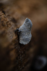 Fungus on the log