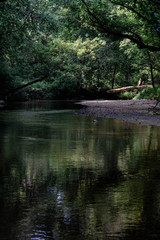 nature reflection in water