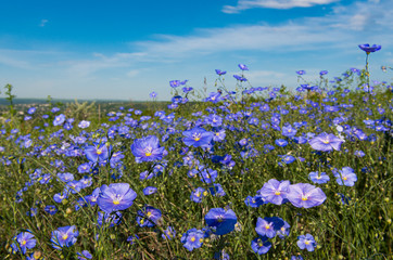 Blooming flax in the meadow on a sunny day