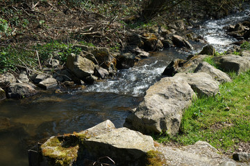 Naklejka na ściany i meble A stream in the Bavarian Forest in spring
