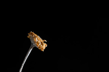 Dried yellow flower close-up on a black background.