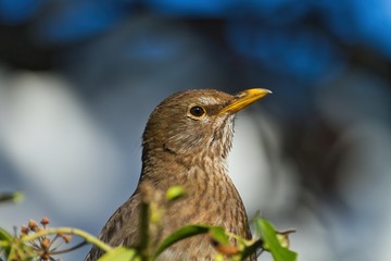 Nahaufnahme einer weiblichen Amsel im Frühling, Portrait turdus merula
