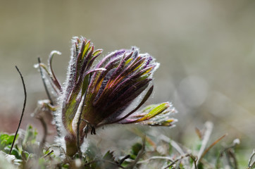 New flower bud