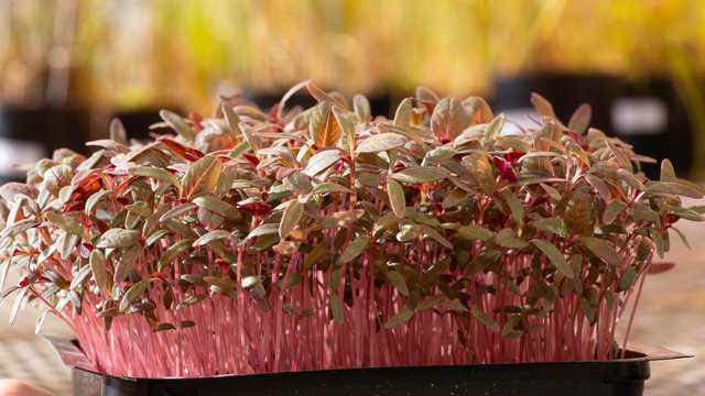 Amaranth microgreens (Amaranthus cruentus)