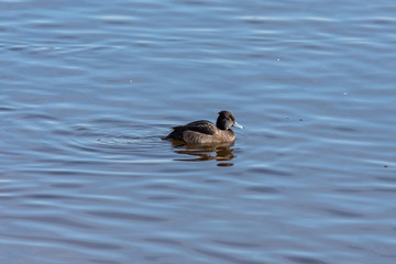 The female Tufted duck on the water surface