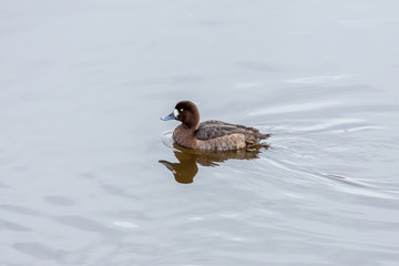 The Greater scaup female on the water