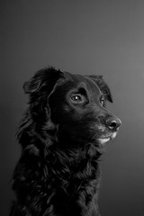 Adorable stray dog posing in front of the camera

