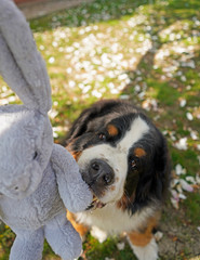 Bernese Mountain Dog sitting in the garden, reaching to get a toy bunny 