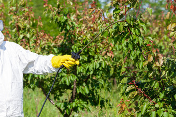 Spraying toxic pesticides in fruit orchard. Non-organic food concept.
