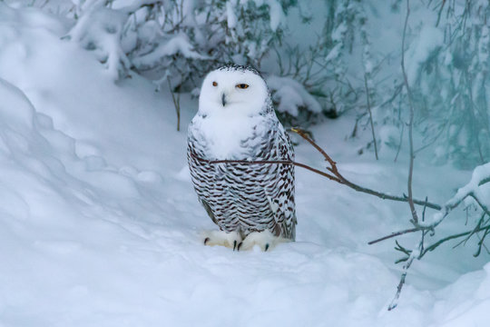 Polar owl, sometimes Snowy Owl (scientific name Bubo Scandiacus) is a monotypic species of the owl family Strigidae. In the picture we see beautifully posing snowy owl. Selective focus.