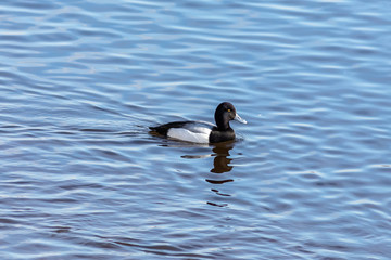 The Greater scaup male on the river