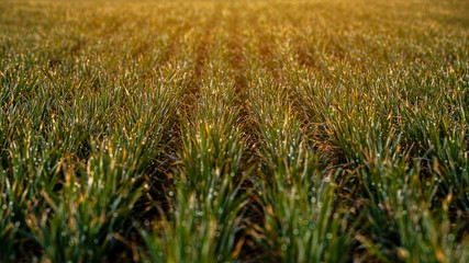 Agriculture field during morning sunrise with dew on grass / selective focus in the middle