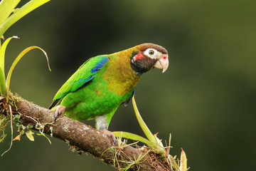 Brown-hooded parrot (Pyrilia haematotis)