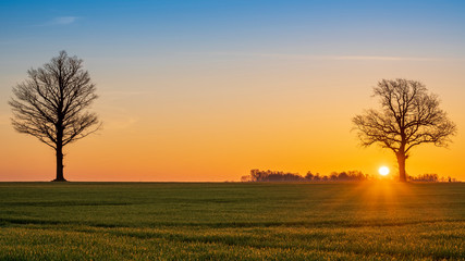 Warm sunrise over open agriculture field with large sun and tree silhouette