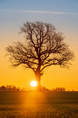 Warm sunrise over open agriculture field with large sun and tree silhouette