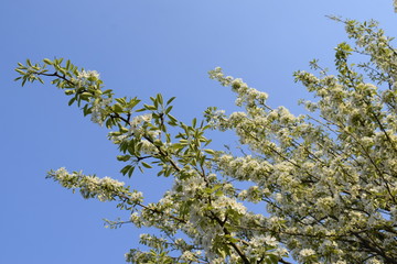 The top of a flowering pear fruit tree against a blue sky.