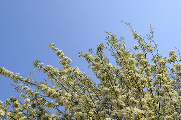 The top of a flowering pear fruit tree against a blue sky.