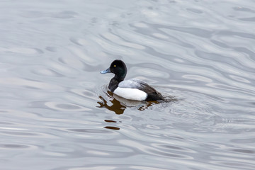 The Greater scaup male on the river