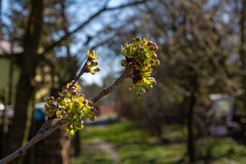 Fototapeta Krzew wiosną obraz