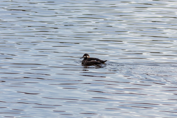 The Velvet scoter or velvet duck on the water
