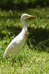 
Birds in the botanical garden of Aswan