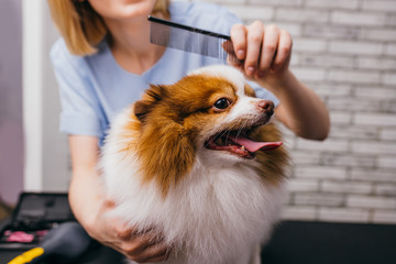 adorable little dog pet in grooming salon, sweet spitz calmly go through hair cutting procedure by professional groomer. professional care of dogs hair