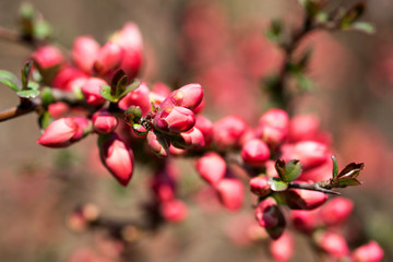 splendidi fiori con un colore rosa intenso in primavera