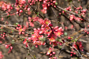 splendidi fiori con un colore rosa intenso in primavera