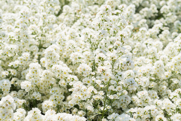 Fresh and blooming white little flowers