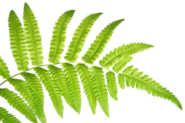 Vegetable fern (Diplazium sp.) leaf on white background