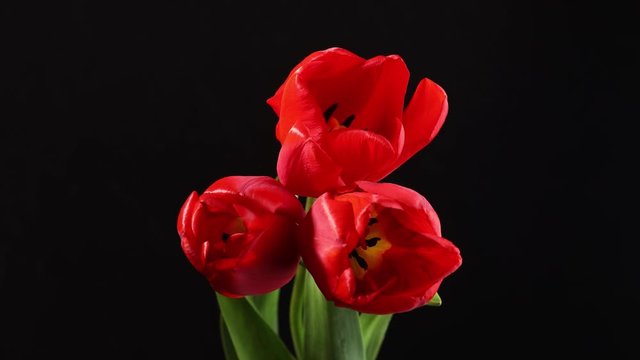Tulips. Timelapse of bright red striped colorful tulips flower blooming on black background.Holiday bouquet. 4K video