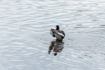 The Greater scaup male on the river