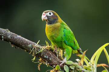 Brown-hooded parrot (Pyrilia haematotis)
