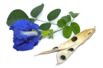 Butterfly pea (Clitoria ternatea) flower and dried pod on white background