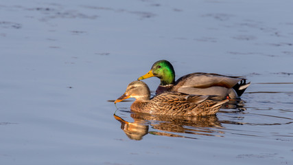 pair of mallard ducks swimming on the water