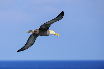 Waved albatross in flight on Espanola Island, Galapagos National park, Ecuador