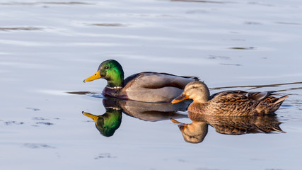 pair of mallard ducks