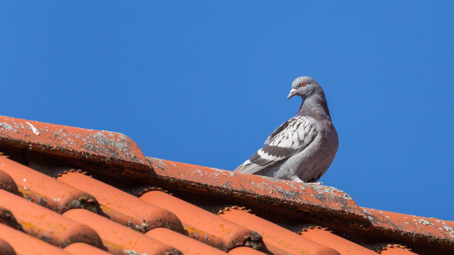 pigeon sitting on rooftop