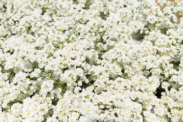 Fresh and blooming white little flowers